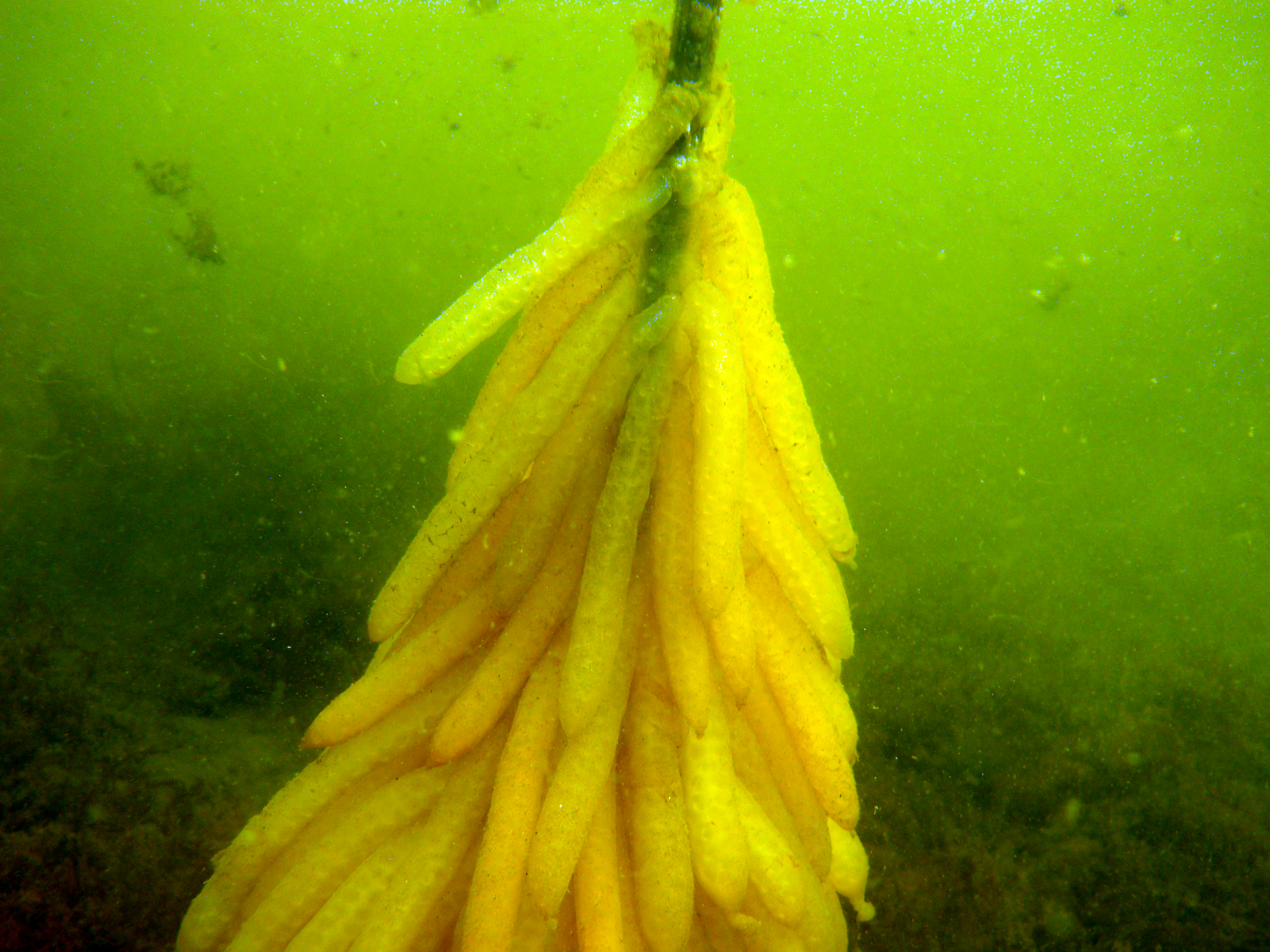 This is a photo or sound file made in Oosterschelde National Park in the Netherlands, with the main subject of the file in the category: animals