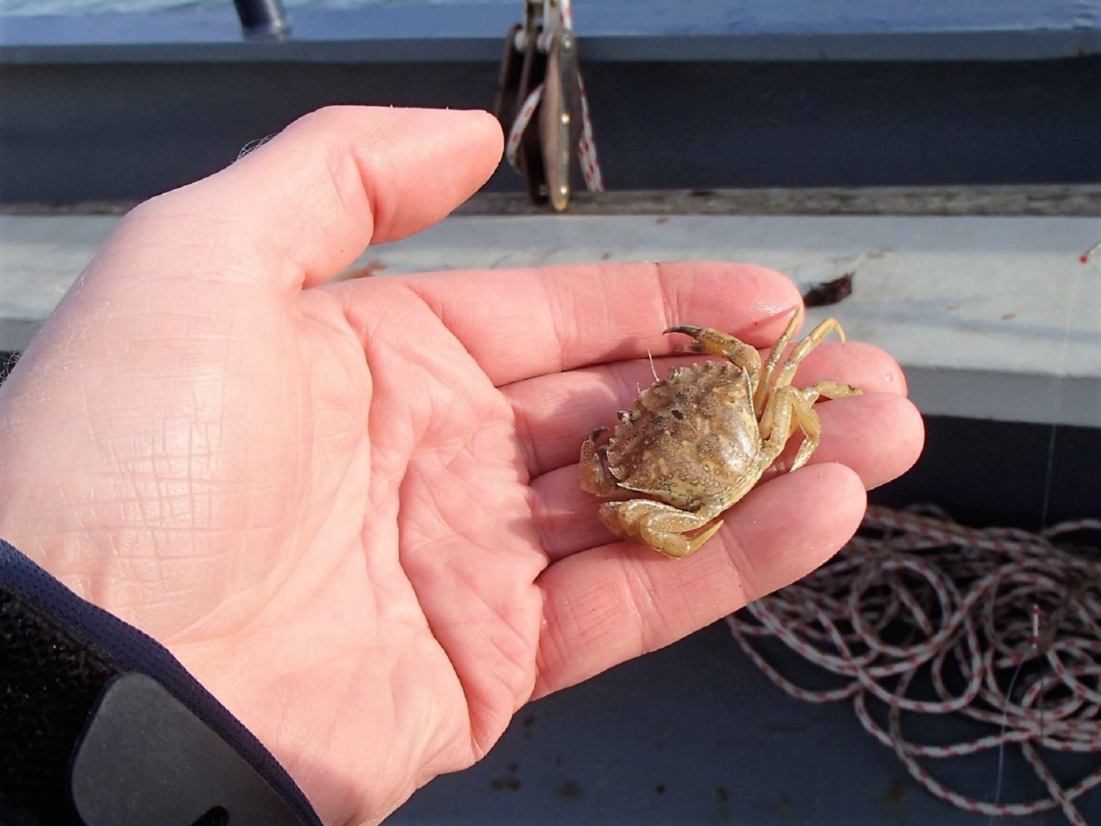 The Oosterschelde is also where crabs occur