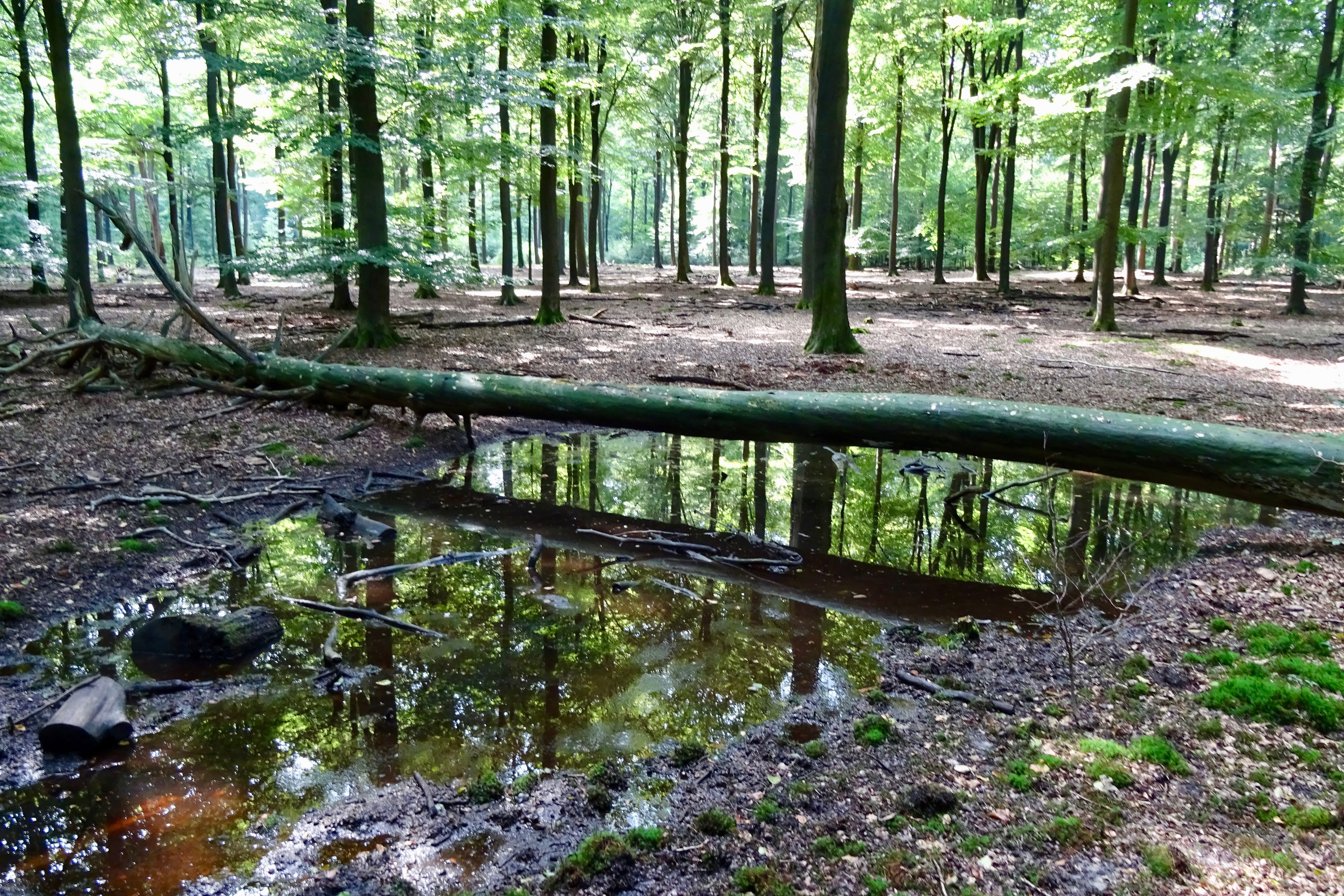 Hagenau bosgebied in de Veluwezoom