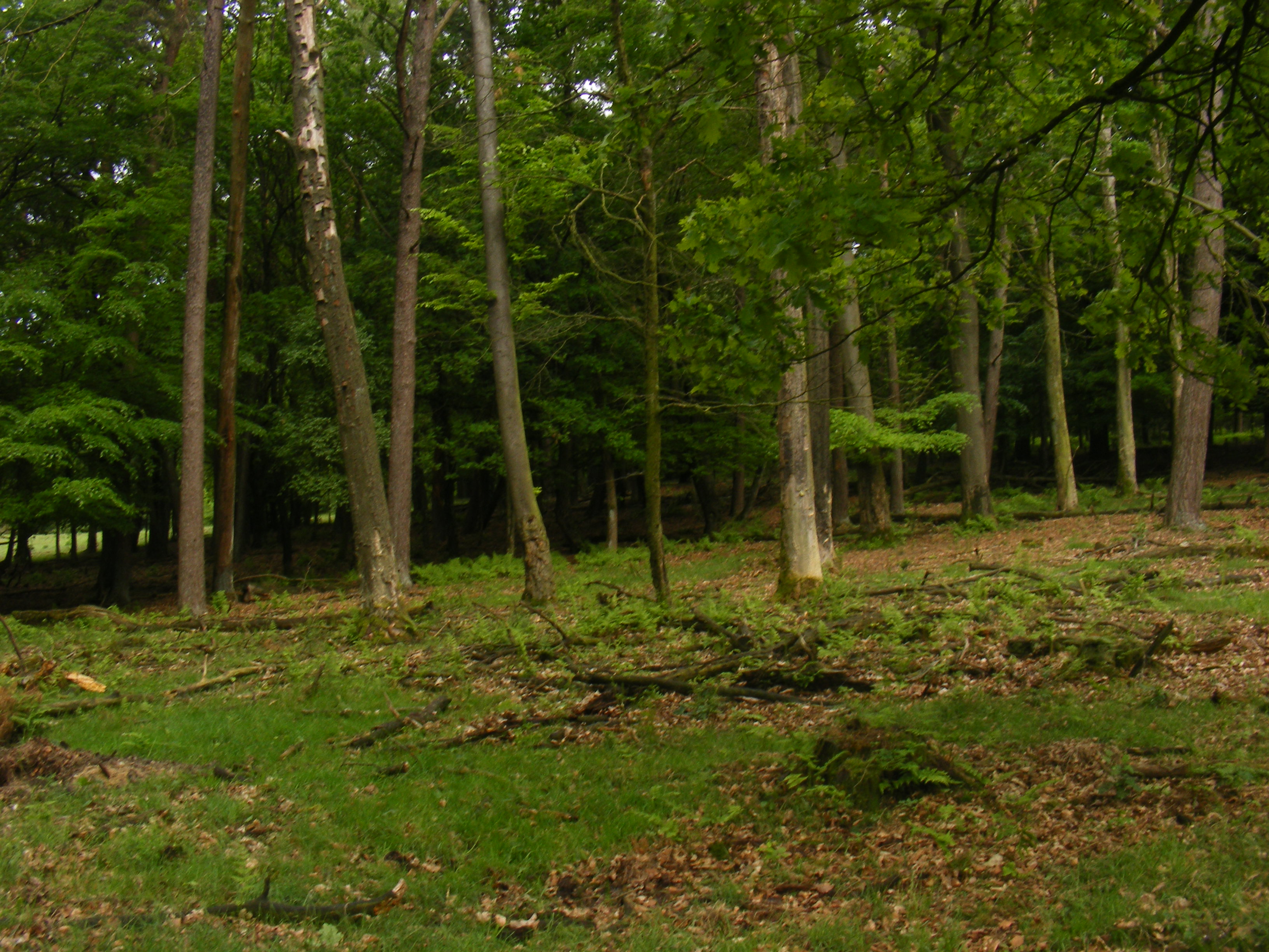 This is a photo or sound file made in Veluwezoom National Park in the Netherlands, with the main subject of the file in the category: landscapes