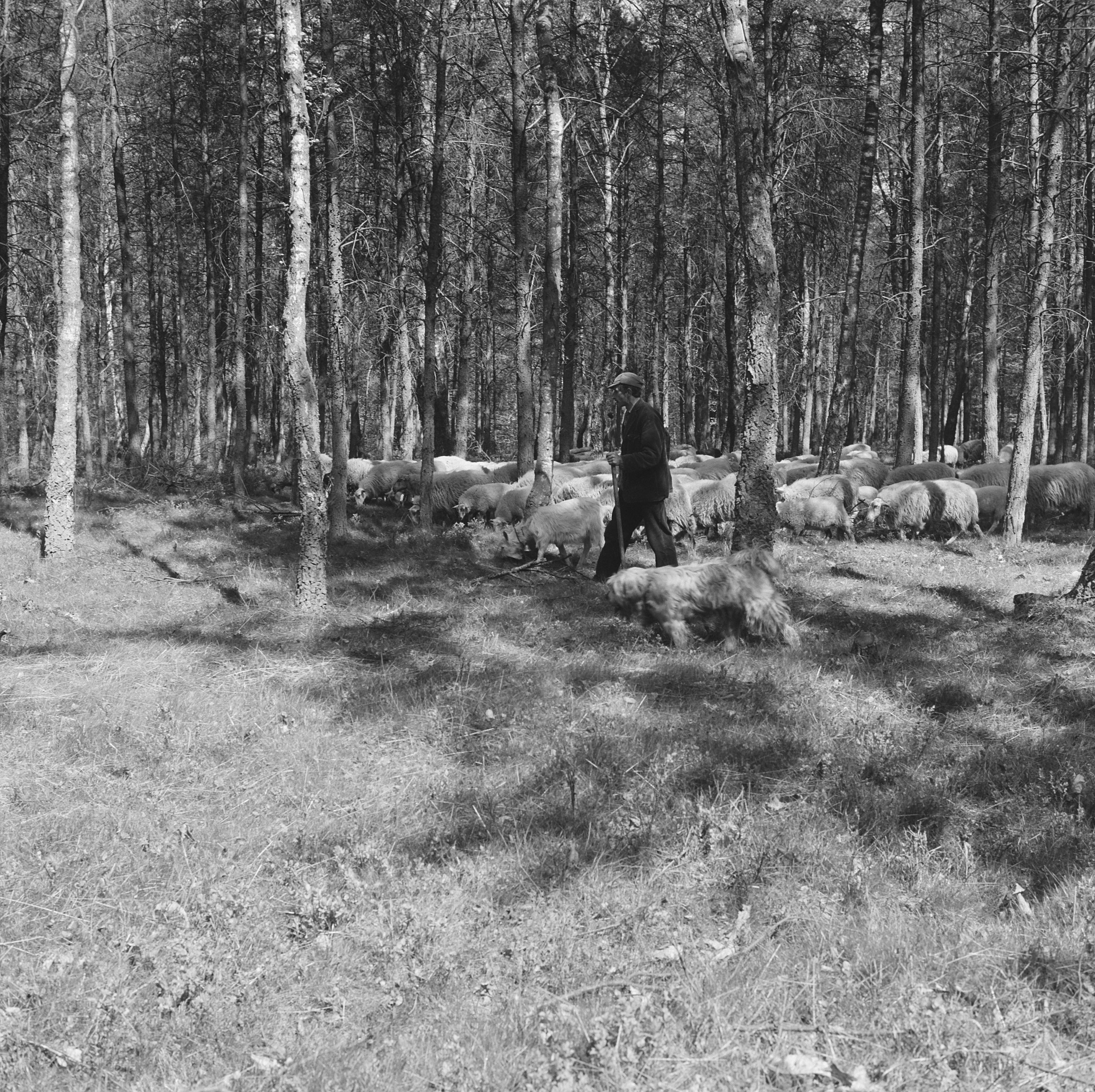 Collectie / Archief : Fotocollectie Nederlandse Heidemaatschappij
Reportage / Serie : [ onbekend ]
Beschrijving : bosbescherming, parken, herders, schaapskudden, Nationaal Park Veluwezoom, Zypenberg
Datum : 1968
Locatie : Zypenberg
Trefwoorden : bosbescherming, herders, parken, schaapskudden
Persoonsnaam : Nationaal Park Veluwezoom
Fotograaf : [onbekend]
Auteursrechthebbende : Nationaal Archief 
Materiaalsoort : Negatief (zwart/wit)
Nummer archiefinventaris : bekijk toegang 2.24.06.02

Bestanddeelnummer : 165-0810