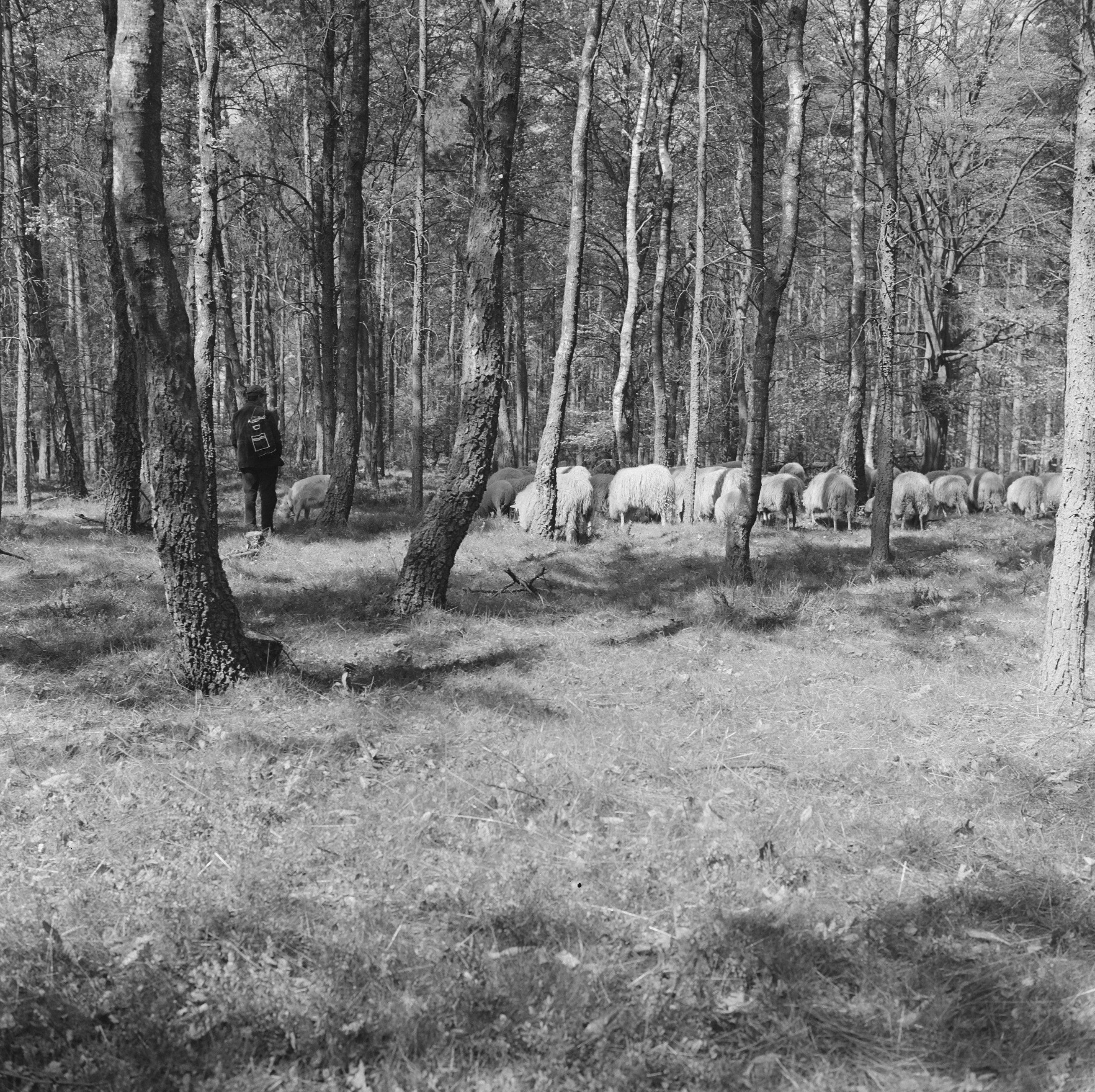 Collectie / Archief : Fotocollectie Nederlandse Heidemaatschappij
Reportage / Serie : [ onbekend ]
Beschrijving : bosbescherming, parken, herders, schaapskudden, Nationaal Park Veluwezoom, Zypenberg
Datum : 1968
Locatie : Zypenberg
Trefwoorden : bosbescherming, herders, parken, schaapskudden
Persoonsnaam : Nationaal Park Veluwezoom
Fotograaf : [onbekend]
Auteursrechthebbende : Nationaal Archief 
Materiaalsoort : Negatief (zwart/wit)
Nummer archiefinventaris : bekijk toegang 2.24.06.02

Bestanddeelnummer : 165-0811