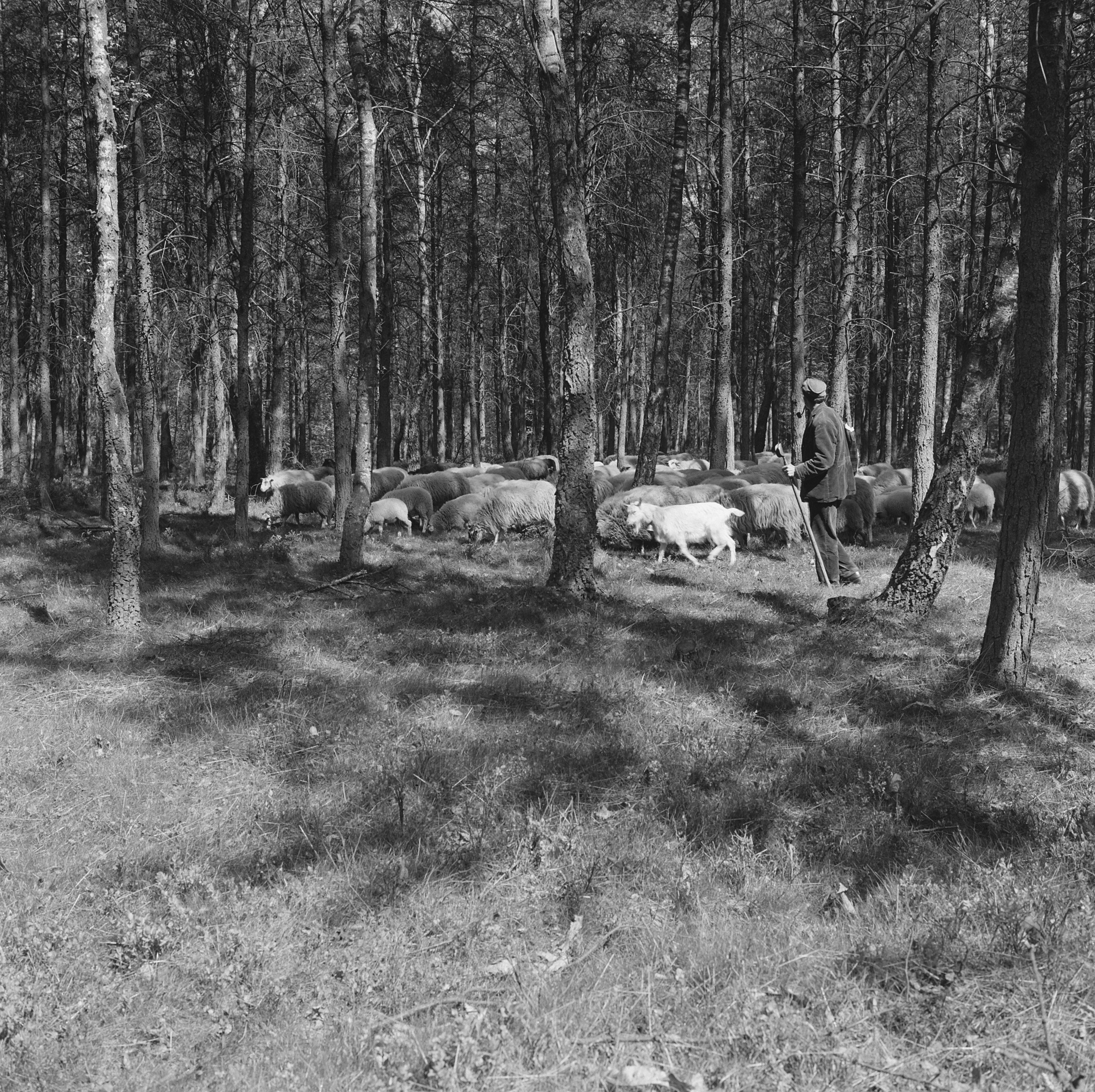 Collectie / Archief : Fotocollectie Nederlandse Heidemaatschappij
Reportage / Serie : [ onbekend ]
Beschrijving : bosbescherming, parken, herders, schaapskudden, Nationaal Park Veluwezoom, Zypenberg
Datum : 1968
Locatie : Zypenberg
Trefwoorden : bosbescherming, herders, parken, schaapskudden
Persoonsnaam : Nationaal Park Veluwezoom
Fotograaf : [onbekend]
Auteursrechthebbende : Nationaal Archief 
Materiaalsoort : Negatief (zwart/wit)
Nummer archiefinventaris : bekijk toegang 2.24.06.02

Bestanddeelnummer : 165-0812