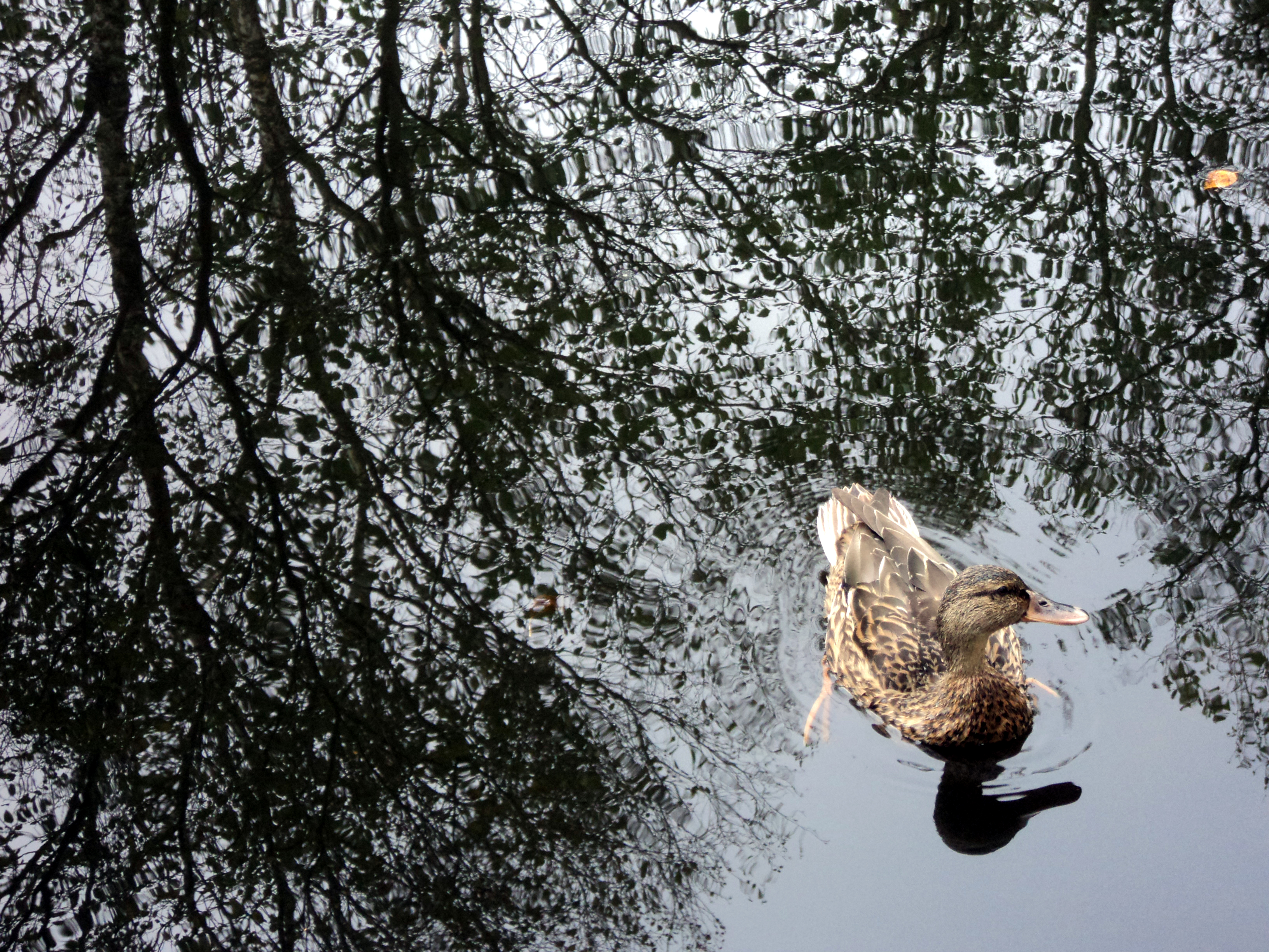 Stockentenweibchen im Nationalpark Weerribben-Wieden