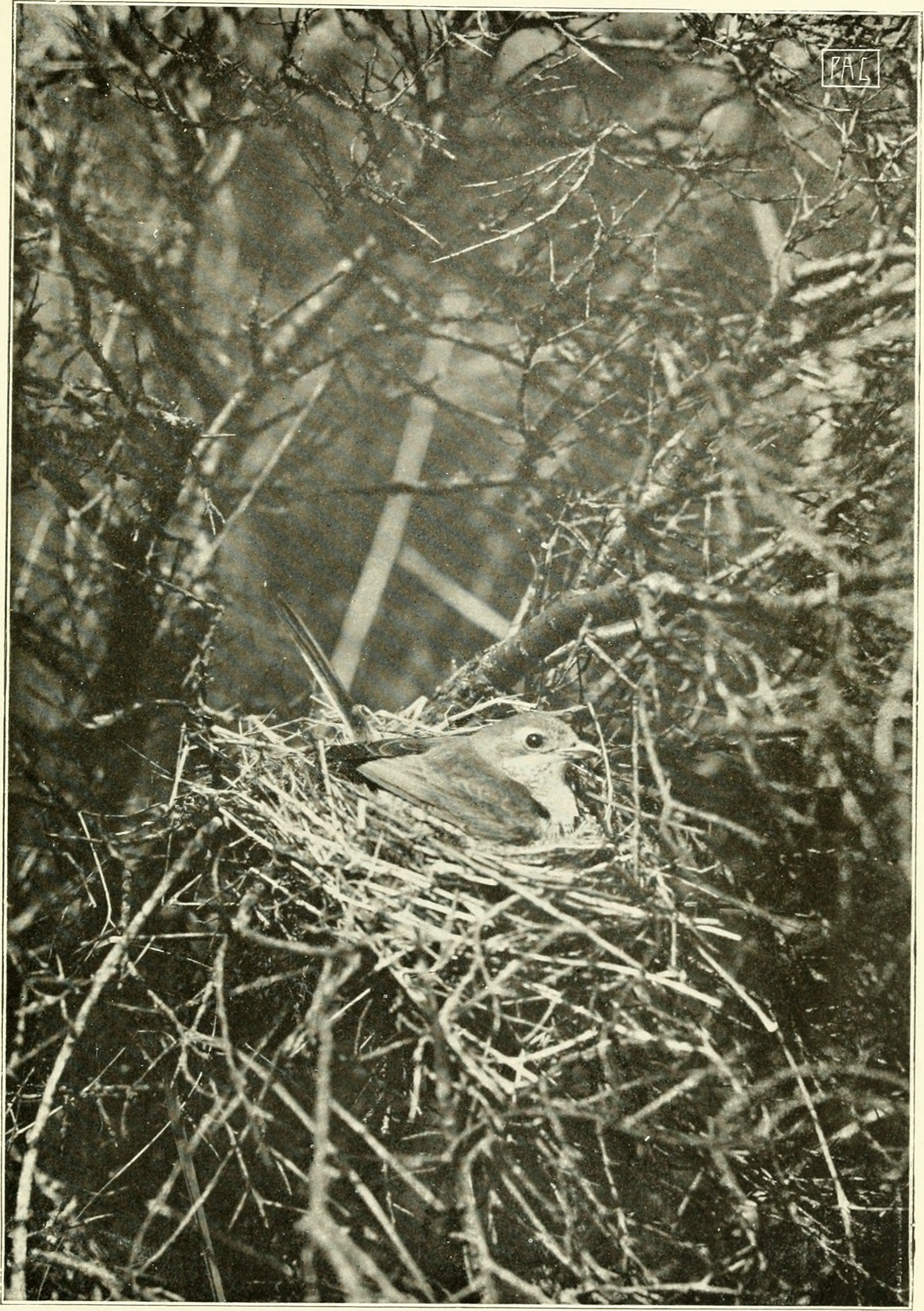 Title: De jacht met de camera;
Identifier: dejachtmetdecame00tepe (find matches)
Year: 1909 (1900s)
Authors: Tepe, Richard; Richmond, Charles Wallace, 1868-1932 DSI
Subjects: Birds
Publisher: Nijmegen : Boeken kunstdrukkerij P. A. Geurts
Contributing Library: Smithsonian Libraries
Digitizing Sponsor: Smithsonian Libraries

View Book Page: Book Viewer
About This Book: Catalog Entry
View All Images: All Images From Book
Click here to view book online to see this illustration in context in a browseable online version of this book.

Text Appearing Before Image: 
PLAAT 15 DE JACHT MET DE CAMERA
Text Appearing After Image: 
GRAUWE KLAUWIER (Lanius Collurio) (L.) (wijfje) hare jongen koesterend. Jachtduinen te Bloemendaal 6 Juni 1905.

Note About Images

Please note that these images are extracted from scanned page images that may have been digitally enhanced for readability - coloration and appearance of these illustrations may not perfectly resemble the original work.