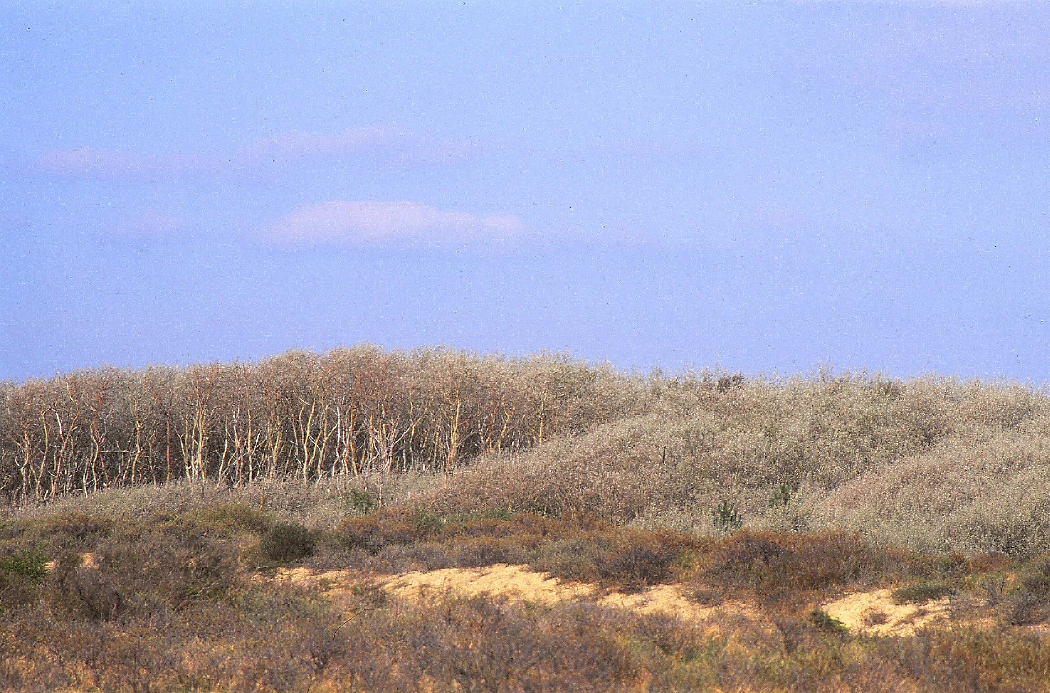 A group of White Poplar trees (Populus alba) in the afternoon sun, the young leaves of the poplars are stil white later they turn green. De Kennemerduinen, Zuid-Kennemerland national park, Netherlands.