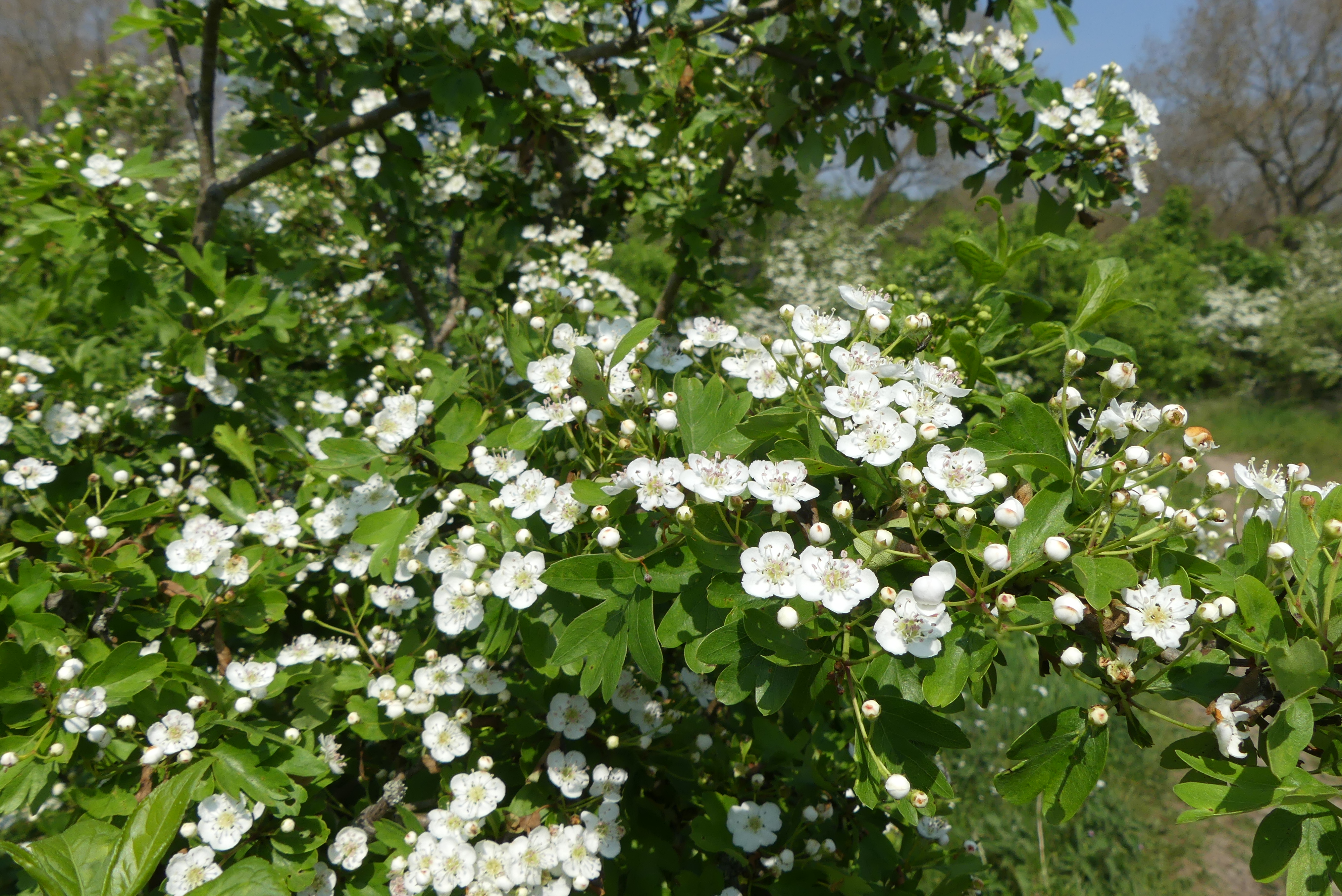 Detail flora in Zuid-Kennemerland